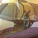 Image for article titled How To Take Your Dog Camping